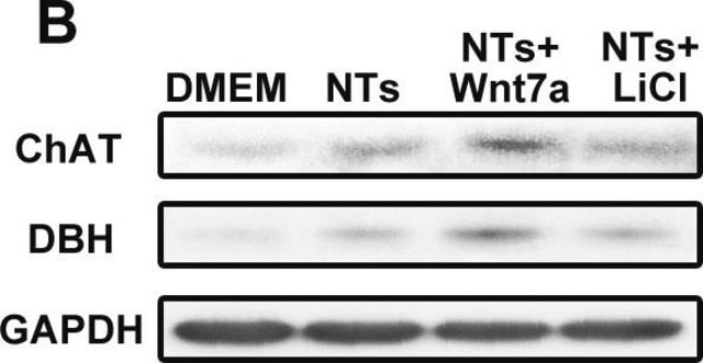 抗多巴胺&#946;羟化酶抗体 serum, Chemicon&#174;