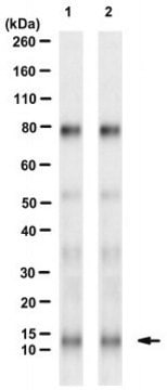 Anti-RNF7 Antibody, clone SAG-10