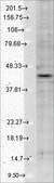 Monoclonal Anti-KCNJ12 antibody produced in mouse clone S124B-38, 1 mg/mL, purified immunoglobulin