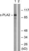 Anti-C-PLA2 antibody produced in rabbit affinity isolated antibody