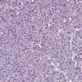 Anti-CD109 antibody produced in rabbit Prestige Antibodies&#174; Powered by Atlas Antibodies, affinity isolated antibody