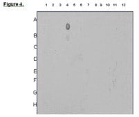 ChIPAb+ Acetyl-Histone H3 (Lys18) - ChIP Validated Antibody and Primer Set serum, from rabbit