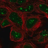 Anti-ARAF antibody produced in rabbit Prestige Antibodies® Powered by Atlas Antibodies, affinity isolated antibody
