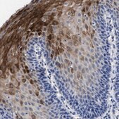 Anti-HID1 antibody produced in rabbit Prestige Antibodies® Powered by Atlas Antibodies, affinity isolated antibody, buffered aqueous glycerol solution