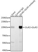 Anti-GluR2+GluR3 Antibody, clone 4K7G5, Rabbit Monoclonal
