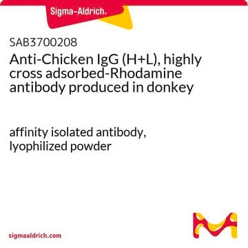 Anti-Chicken IgG (H+L), highly cross adsorbed-Rhodamine antibody produced in donkey affinity isolated antibody, lyophilized powder