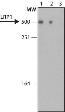 Monoclonal Anti-LRP1 antibody produced in mouse ~1.0&#160;mg/mL, clone LRP1-11, purified immunoglobulin, buffered aqueous solution