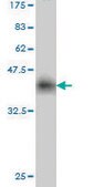 Monoclonal Anti-LIG1 antibody produced in mouse clone 10G12, purified immunoglobulin, buffered aqueous solution
