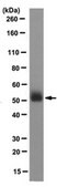Anti-PP2A reg. subunit B56 epsilon (PPP2R5E) Antibody, clone 5A5-1F3 clone 5A5-1F3, from mouse