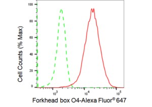 KD-Validated Anti Forkhead box O4 Antibody, clone 23GB1470, Rabbit Monoclonal clone 23GB1470, recombinant rabbit monoclonal, expressed in HEK293 cells