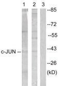 Anti-C-JUN antibody produced in rabbit affinity isolated antibody