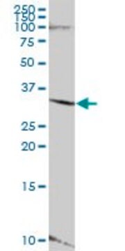 Anti-LYSMD4 antibody produced in mouse IgG fraction of antiserum, buffered aqueous solution