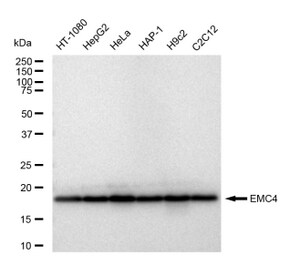 Anti EMC4 Antibody, clone 23GB5315, Rabbit Monoclonal clone 23GB5315, recombinant rabbit monoclonal, expressed in HEK293 cells