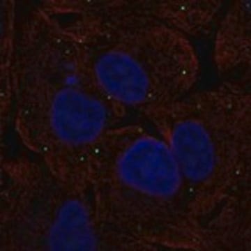 Anti-NTS antibody produced in rabbit Prestige Antibodies&#174; Powered by Atlas Antibodies, affinity isolated antibody, buffered aqueous glycerol solution