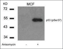 Anti-phospho-TP53 (pSer37) antibody produced in rabbit affinity isolated antibody