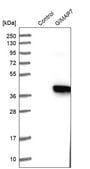 Anti-GIMAP7 antibody produced in rabbit Prestige Antibodies&#174; Powered by Atlas Antibodies, affinity isolated antibody, buffered aqueous glycerol solution, Ab1