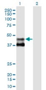 Anti-MMAA antibody produced in mouse purified immunoglobulin, buffered aqueous solution