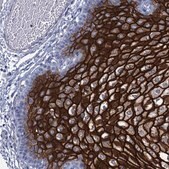 Anti-RHCG antibody produced in rabbit Prestige Antibodies&#174; Powered by Atlas Antibodies, affinity isolated antibody, buffered aqueous glycerol solution