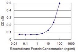 Monoclonal Anti-ZNF167 antibody produced in mouse clone 3A12, purified immunoglobulin, buffered aqueous solution