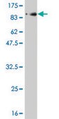 Monoclonal Anti-PLK1 antibody produced in mouse clone 4G11, purified immunoglobulin, buffered aqueous solution