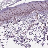 Anti-UBA3 antibody produced in rabbit Prestige Antibodies&#174; Powered by Atlas Antibodies, affinity isolated antibody, buffered aqueous glycerol solution