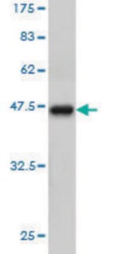 Monoclonal Anti-TCEB3 antibody produced in mouse clone 3E2, purified immunoglobulin, buffered aqueous solution