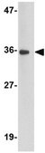 Anti-BRAL1 Antibody from rabbit, purified by affinity chromatography