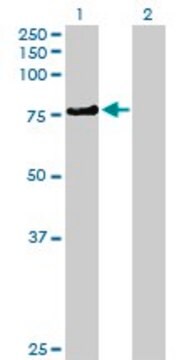 Anti-KLHL4 antibody produced in mouse purified immunoglobulin, buffered aqueous solution
