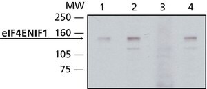 Anti-eIF4ENIF1 (N-terminal) antibody produced in rabbit affinity isolated antibody, buffered aqueous solution