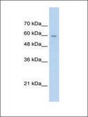 Anti-SLC22A1 (AB1) antibody produced in rabbit IgG fraction of antiserum