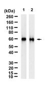 Anti-Mitochondria Antibody, clone 113-1 ZooMAb® Mouse Monoclonal recombinant, expressed in HEK 293 cells