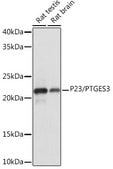 Anti-P23/PTGES3 Antibody, clone 10M9W8, Rabbit Monoclonal