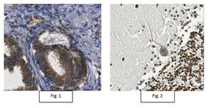 Anti-Mechano Growth Factor (MGF) Antibody from rabbit, purified by affinity chromatography