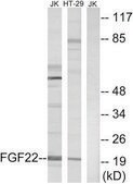 Anti-FGF22 antibody produced in rabbit affinity isolated antibody