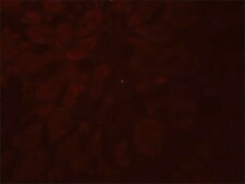 Anti-GLIPR1L2 antibody produced in rabbit affinity isolated antibody