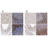 Anti-GIMAP4 antibody produced in rabbit Prestige Antibodies® Powered by Atlas Antibodies, affinity isolated antibody, buffered aqueous glycerol solution, Ab1