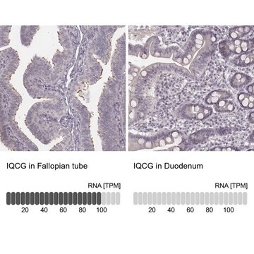 Anti-IQCG Prestige Antibodies&#174; Powered by Atlas Antibodies, affinity isolated antibody