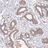 Anti-CAB39L antibody produced in rabbit Prestige Antibodies&#174; Powered by Atlas Antibodies, affinity isolated antibody, buffered aqueous glycerol solution