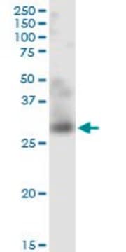 Monoclonal Anti-TNFSF12 antibody produced in mouse clone 4H3, purified immunoglobulin, buffered aqueous solution