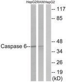 Anti-CASP6 antibody produced in rabbit affinity isolated antibody