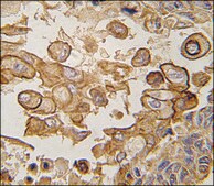 Anti-Mouse Tlr6 (N-term) antibody produced in rabbit IgG fraction of antiserum, buffered aqueous solution
