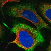 Anti-MICALCL antibody produced in rabbit Prestige Antibodies&#174; Powered by Atlas Antibodies, affinity isolated antibody, buffered aqueous glycerol solution