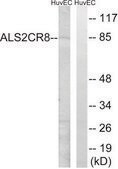 Anti-ALS2CR8 antibody produced in rabbit affinity isolated antibody