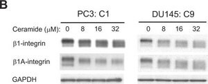 Anti-Integrin &#946;1 Antibody, cytosolic Chemicon&#174;, from rabbit