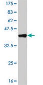 Monoclonal Anti-HOXC12, (N-terminal) antibody produced in mouse clone 1C6, purified immunoglobulin, buffered aqueous solution