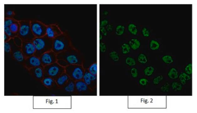 Anti-RNA polymerase II Antibody, clone CTD4H8, Alexa Fluor&#8482; 488 Conjugate clone CTD4H8, from mouse, ALEXA FLUOR&#8482; 488