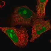 Anti-ZFAND2B antibody produced in rabbit Prestige Antibodies&#174; Powered by Atlas Antibodies, affinity isolated antibody, buffered aqueous glycerol solution