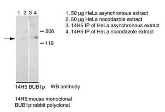Anti-Bub1 Antibody, clone 14H5 clone 14H5, Chemicon&#174;, from mouse