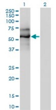 Monoclonal Anti-EBF antibody produced in mouse clone 1C12, purified immunoglobulin, buffered aqueous solution