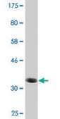 Monoclonal Anti-BAALC, (C-terminal) antibody produced in mouse clone 2A2, purified immunoglobulin, buffered aqueous solution